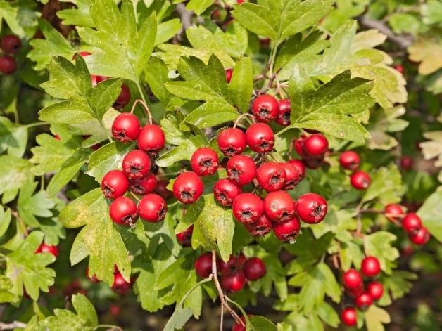 Vilkābele ir viens no visbiežāk lietotajiem augiem hipertensijas un aritmiju ārstēšanai.