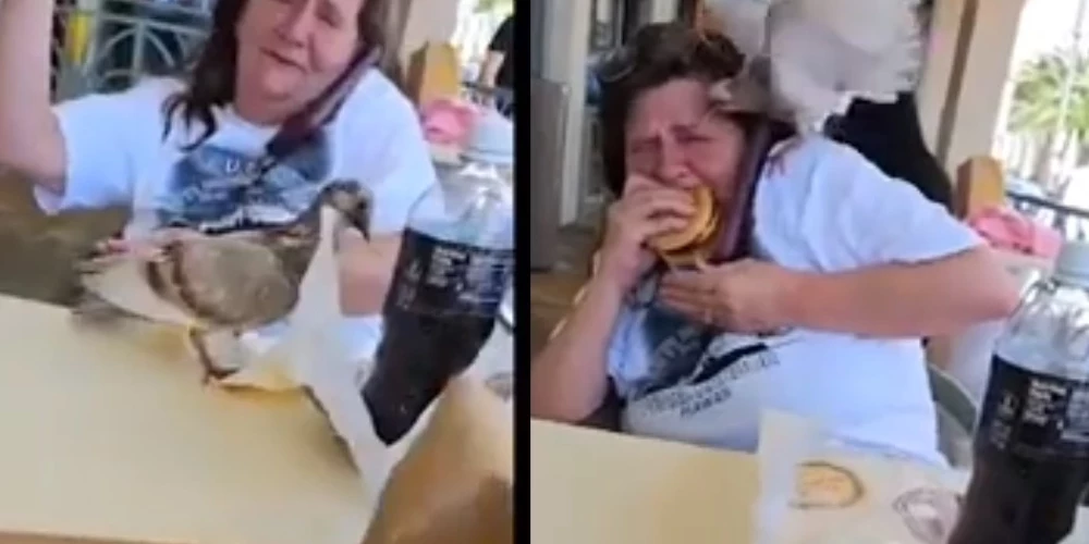 ВИДЕО: голубь напал на женщину и попытался отобрать ее еду из McDonald's