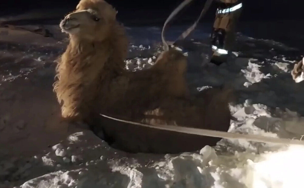 VIDEO: Baikonuras kosmodromā glābj akā iekritušu kamieli