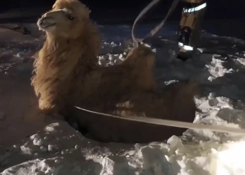 VIDEO: Baikonuras kosmodromā glābj akā iekritušu kamieli