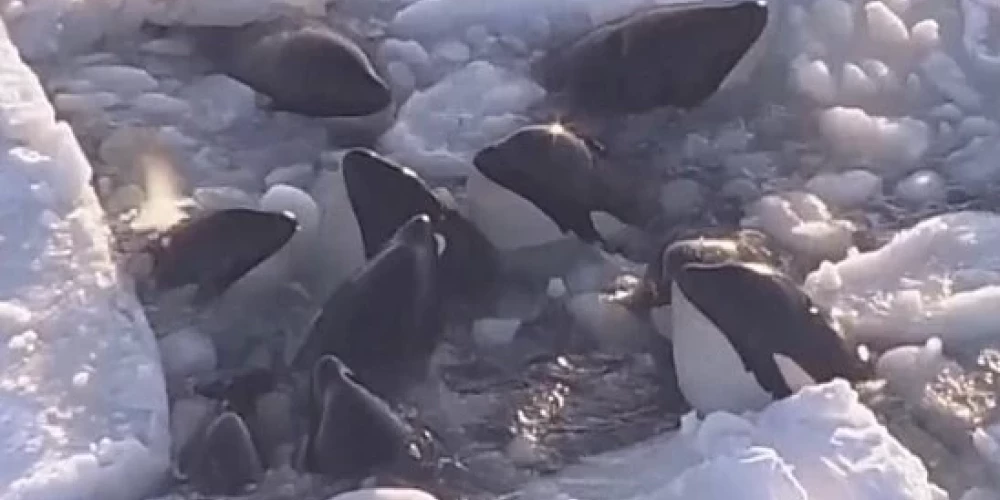 Zobenvaļi ledāju gūstā (ekrānuzņēmums no video)