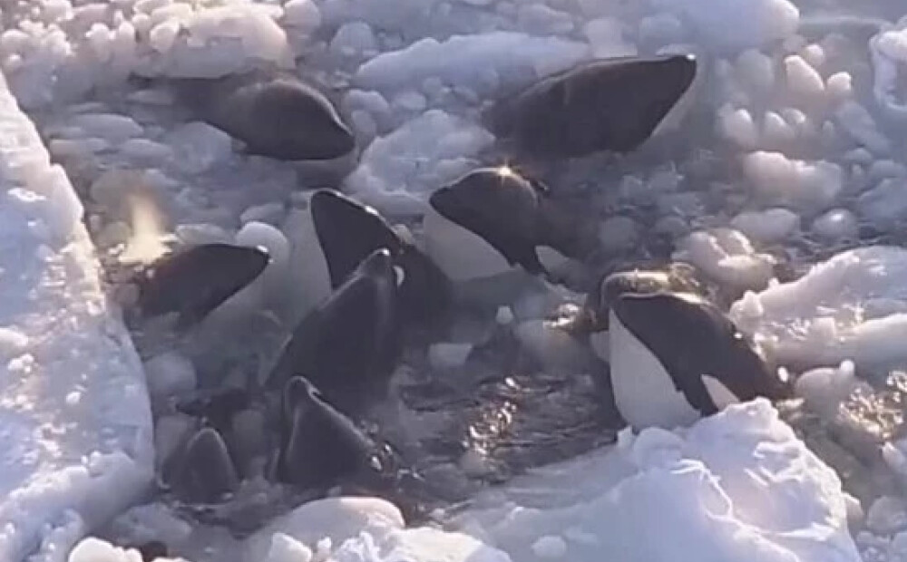 VIDEO: drāma pie Japānas piekrastes — ledājos iestrēdzis zobenvaļu bars cenšas izrauties no gūsta