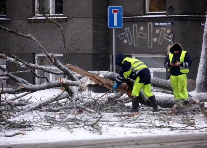 В понедельник действует оранжевое предупреждение: деревья могут ломаться из-за льда