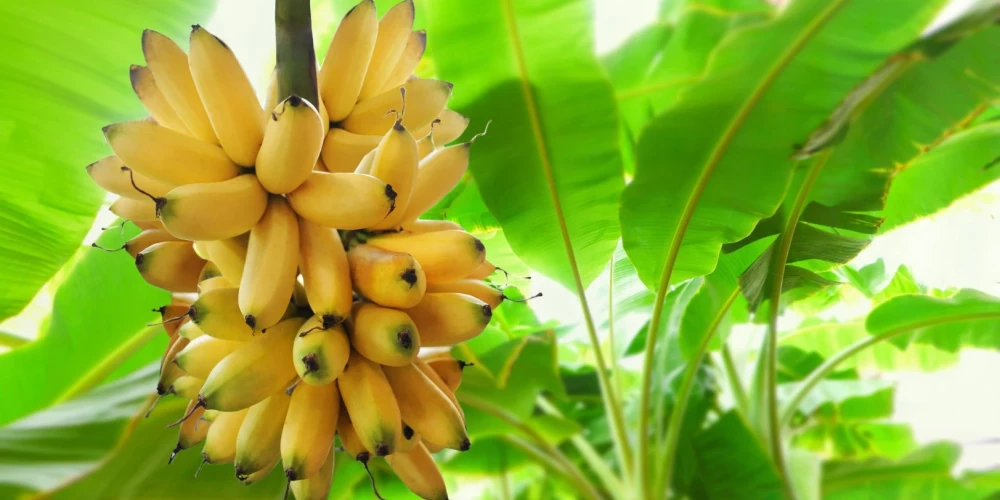 Ekvadoras banānus krievu vietā ēdīs ķīnieši