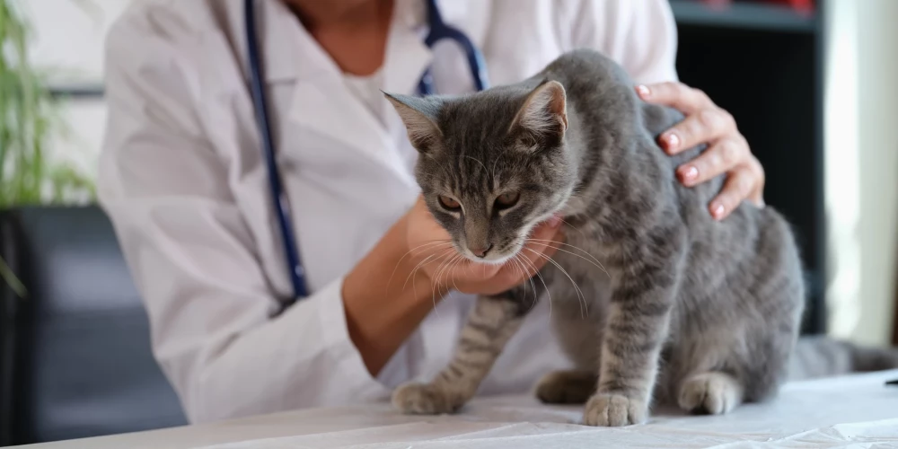 В США кот заразил своего хозяина бубонной чумой
