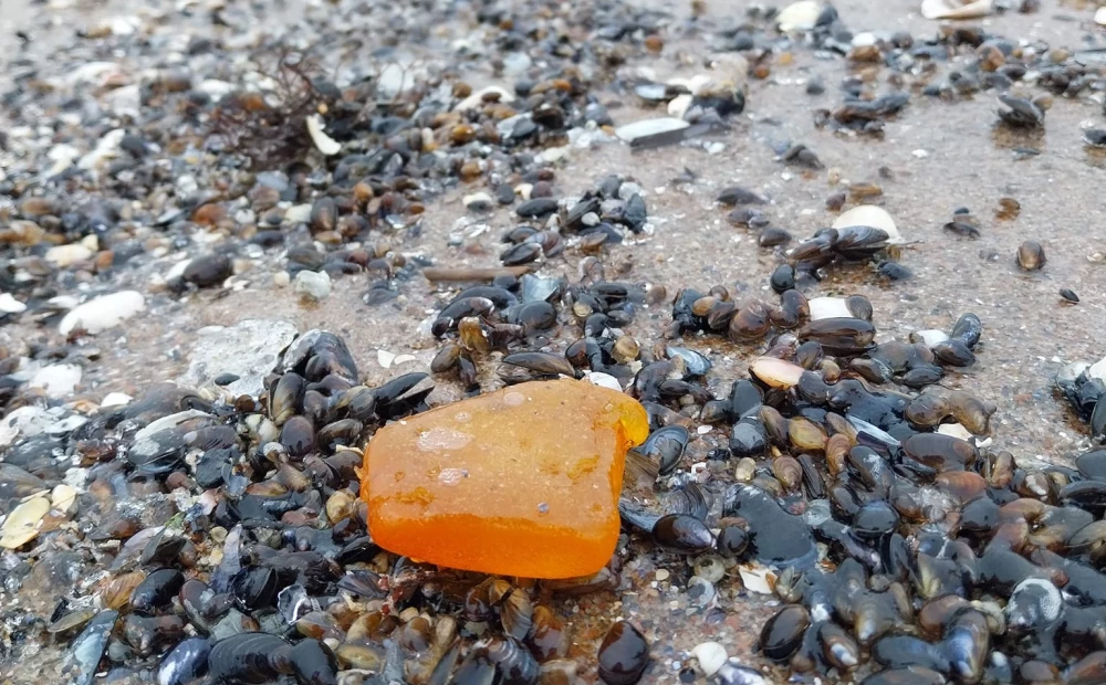 15-Gram Piece of Amber Found in Latvia’s Southern Kurzeme District