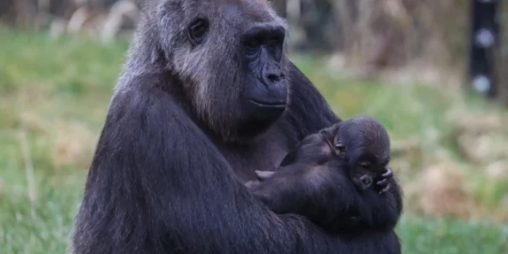 Londonas zoodārzā piedzimis gorillas mazulis no apdraudētas sugas
