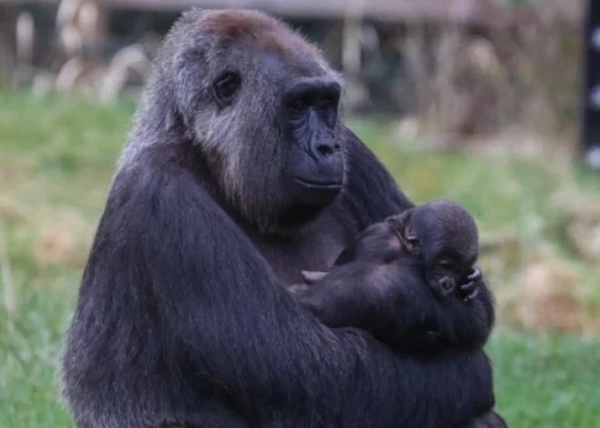 Londonas zoodārzā piedzimis gorillas mazulis no apdraudētas sugas