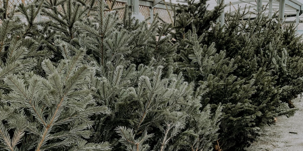 Иллюстративное фото