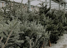 Иллюстративное фото