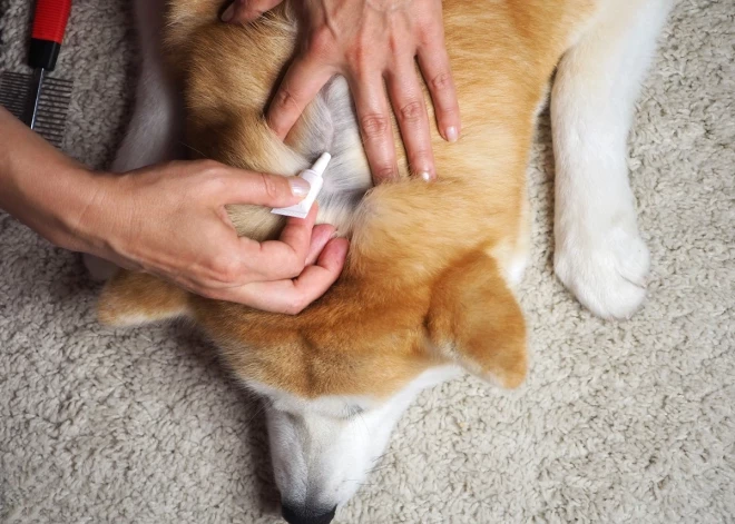 Kaķim vai sunim blusas! Kā no tām ātri tikt vaļā?