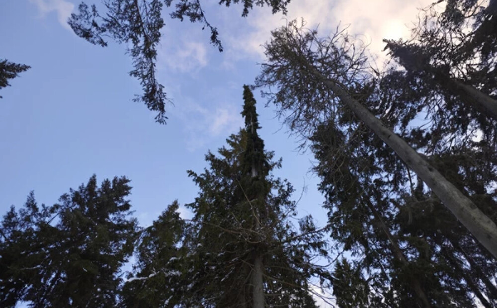 Mežā Latvijā manīta egle ar neparastas formas vainagu