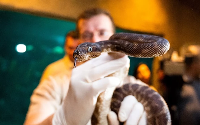 Vīrietis rāpuļus bija noslēpis nelielā somā, kas bija piestiprināta pie viņa augšstilba iekšpuses.