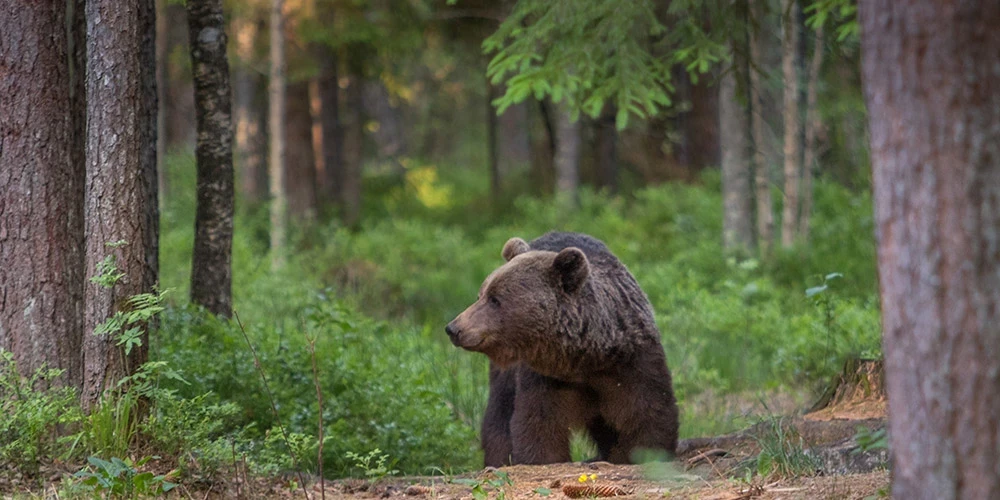 Brūnie lāči, kas mitinās Latvijā, sasniedz 150–250 kilogramu svaru, bet prāvākie eksemplāri var būt pat 350 kilogramu smagi.