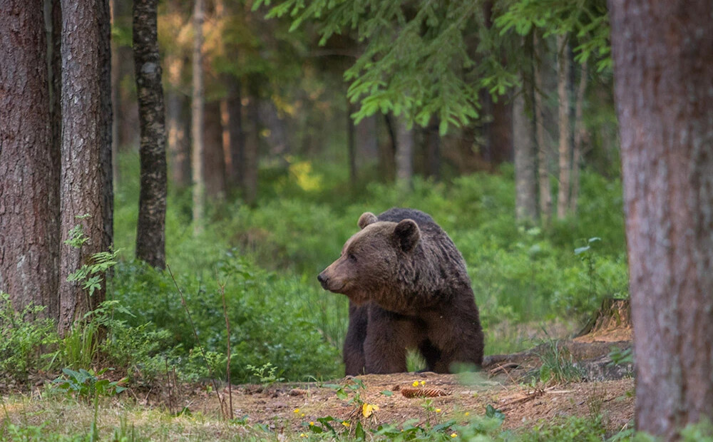 Video: kā rīkoties, ja mežā satiec lāci?