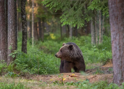 Video: kā rīkoties, ja mežā satiec lāci?