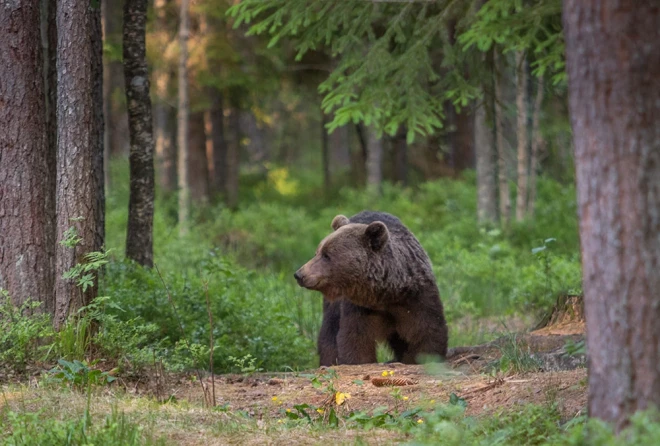 Brūnie lāči, kas mitinās Latvijā, sasniedz 150–250 kilogramu svaru, bet prāvākie eksemplāri var būt pat 350 kilogramu smagi.