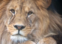 Nigērijas universitātē lauva nogalina zoodārza darbinieku
