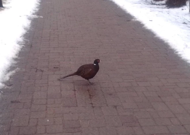 Jelgavā manīts neparasts putns. Eksperts skaidro, ka tam varētu būt divi iemesli