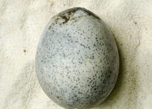 Arheologi Apvienotajā Karalistē uzgājuši unikālu atradumu - vistas olu no mūsu ēras 300. gada