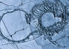 Zinātnieki atklājuši 240 miljonus gadus vecu, pūķim līdzīgu rāpuli