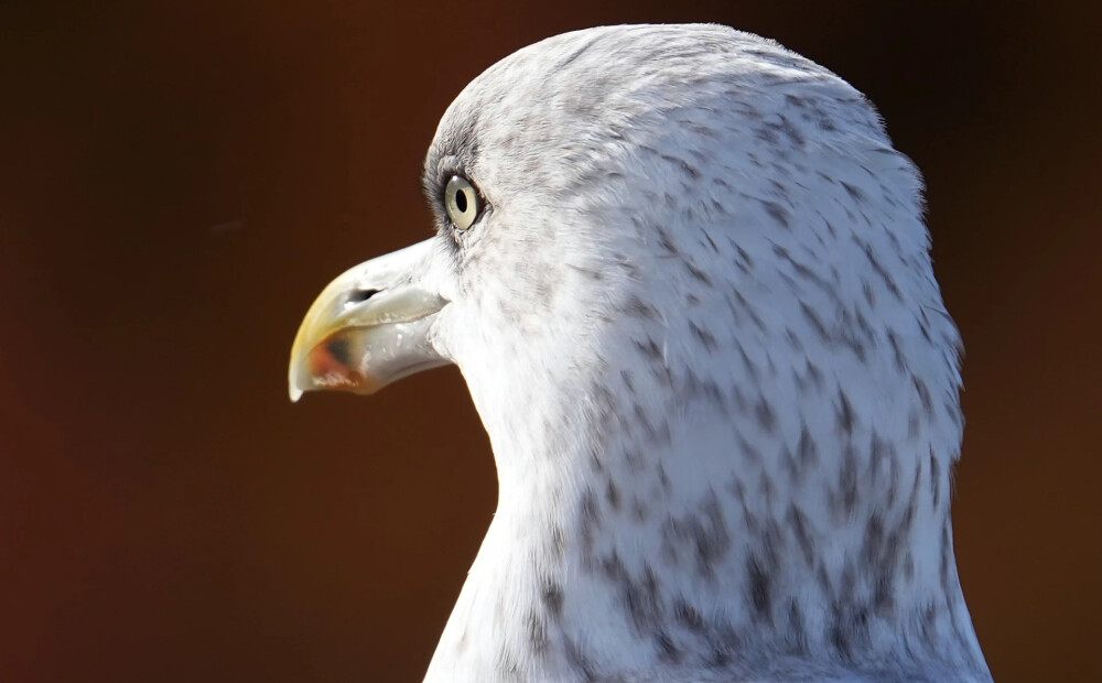 Dabas muzejs aicina piedalīties putnu fotokonkursā