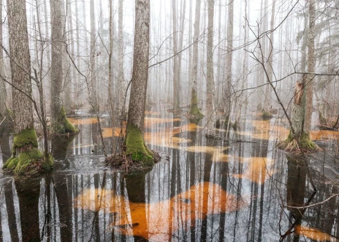 ФОТО: люди стали очевидцами сюрреалистического туманного утра на тропе у озера Слокас