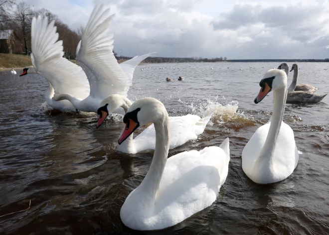 Otrdien vairāk līs Latgalē un Sēlijā