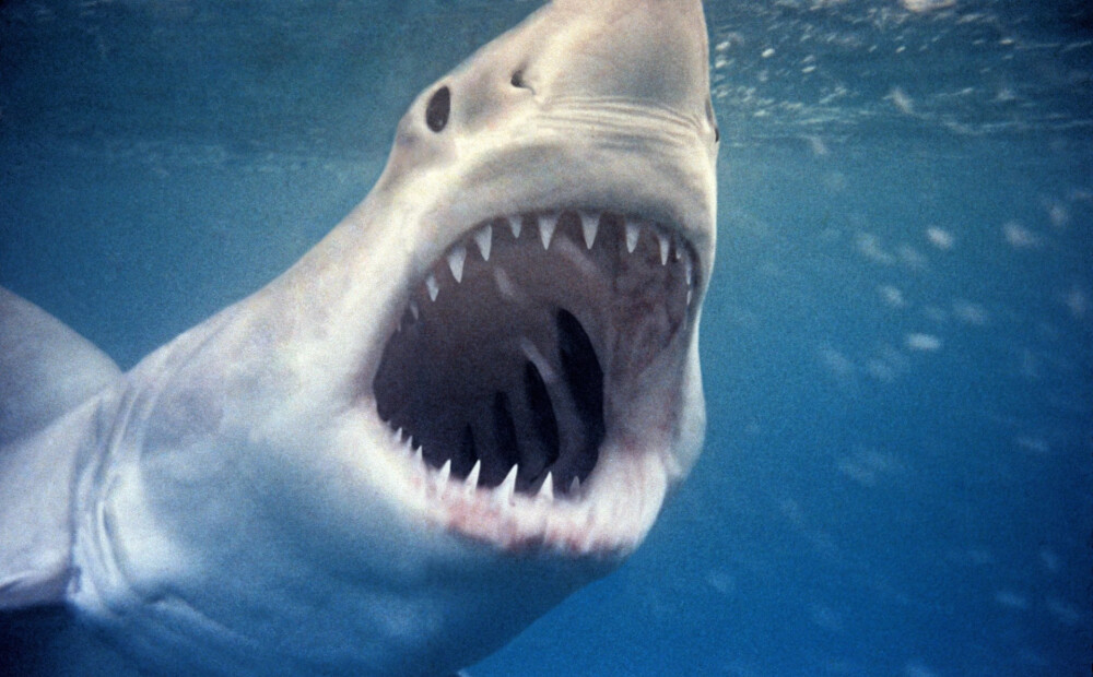 Austrālijas pludmalē iedzīvotājus sabiedē lielā baltā haizivs