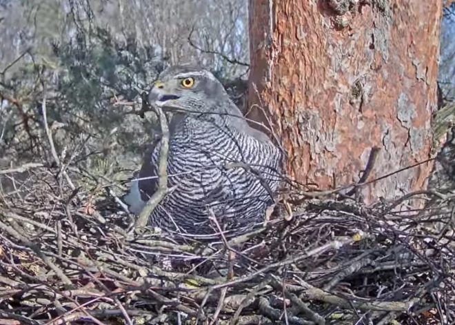 Pašlaik var vērot, kā vanagi iekārto ligzdu.