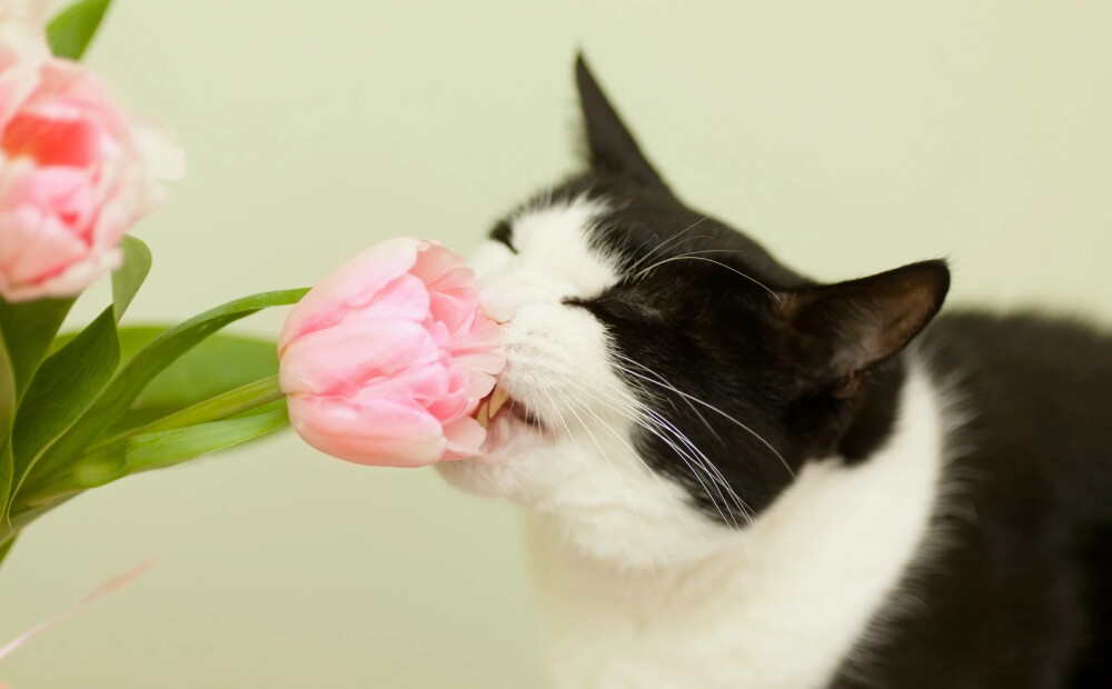 Kuri ir vieni no bīstamākajiem ziediem kaķiem? To apēšana var beigties pat letāli