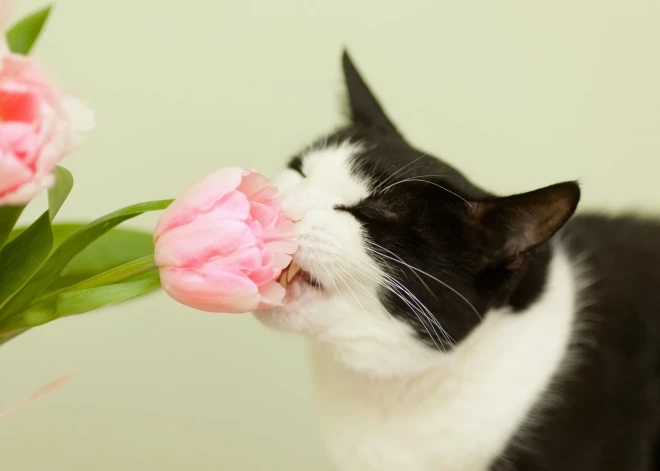 Kuri ir vieni no bīstamākajiem ziediem kaķiem? To apēšana var beigties pat letāli