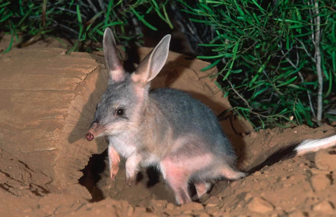 Austrālijā Lieldienu zaķi izkonkurējis mazais ķengurēns Bilbijs.