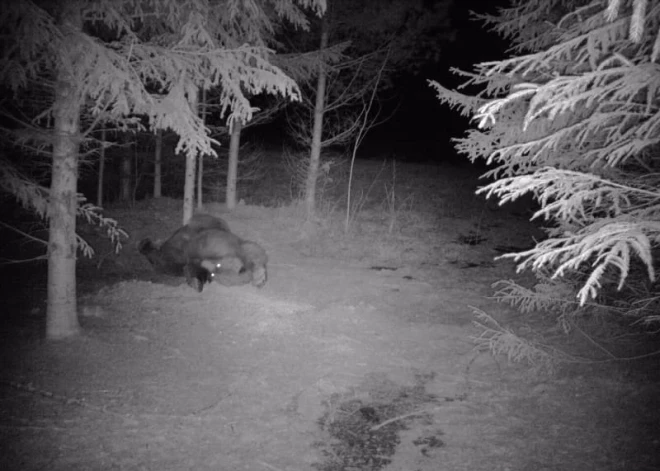 Pavasaris galvā! Limbažu pusē nofotografēts draisks pekainis