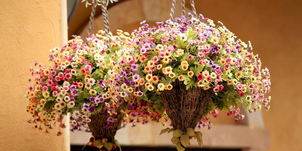 Kam jāpievērš uzmanība, pērkot puķes iekaramajos podos, lai tās zied ilgu laiku?
