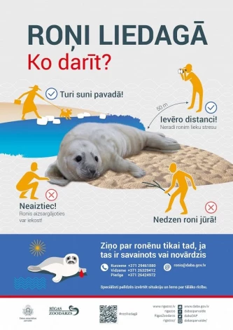 Būtiski roņu laikā pieskatīt savus četrkājainos draugus un pludmalē vest suņus pavadā.