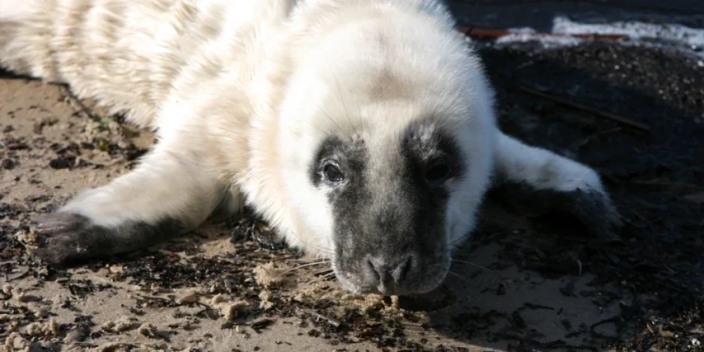 На пляже в Латвии нашли первого в этом году детеныша тюленя