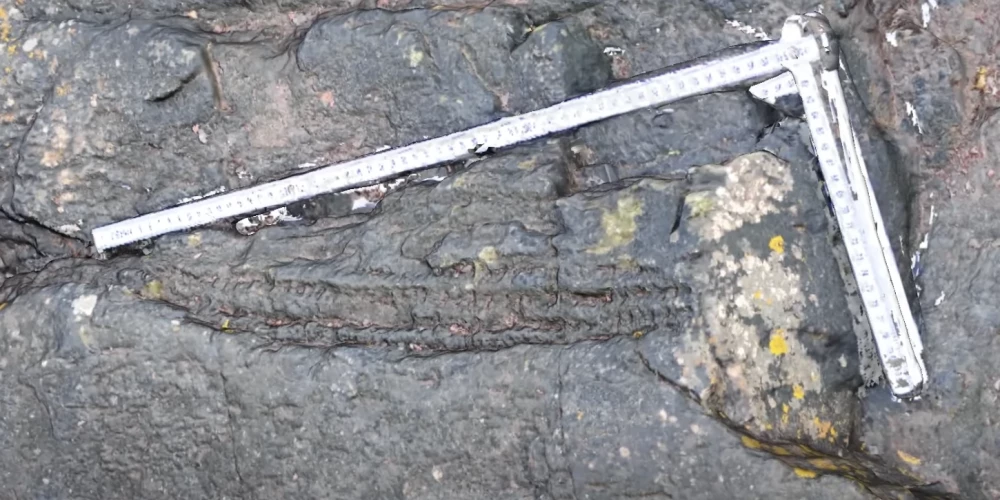 Anglijā atrasts pasaulē senākais mežs
