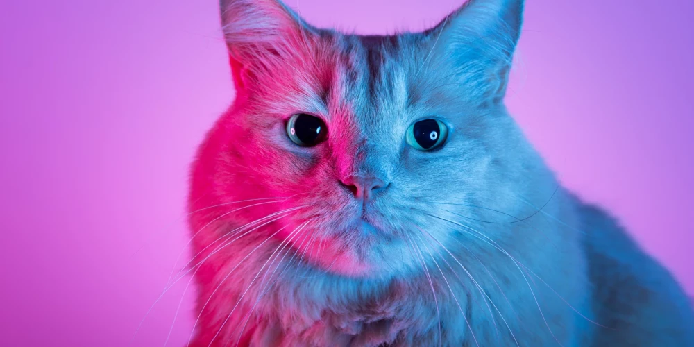 Иллюстративное фото