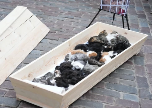 FOTO: demonstranti pie Saeimas atnesuši dzīvnieku līķus. PVD sola situāciju izvērtēt