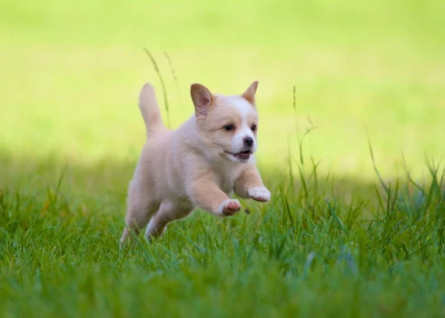 Kucēns skraida pa pļavu.