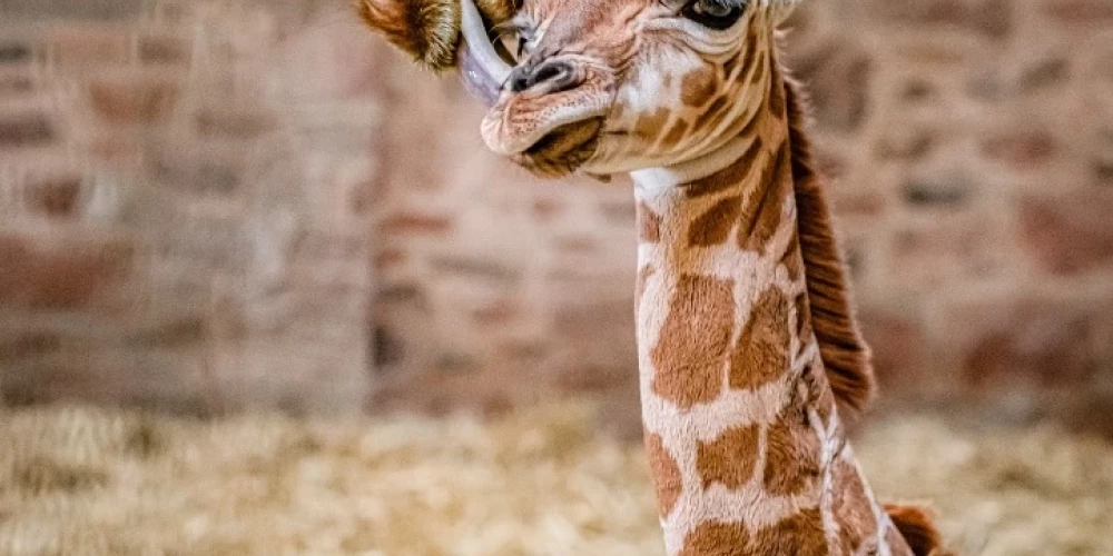 Anglijas zoodārzā piedzimusi retas pasugas žirafe
