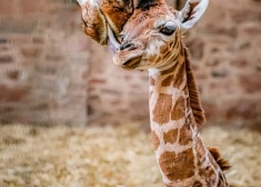Anglijas zoodārzā piedzimusi retas pasugas žirafe