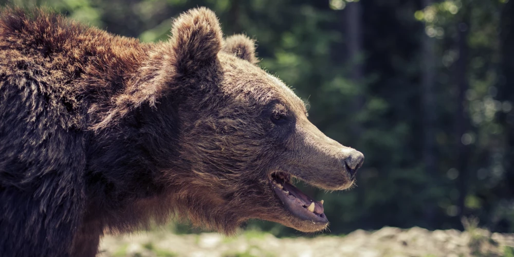 Pēc sastapšanās ar lāci Slovākijā gājusi bojā sieviete no Baltkrievijas