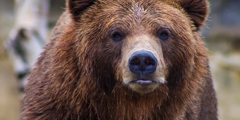 На курорте в Словакии туристка погибла после нападения медведя