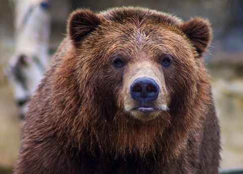 На курорте в Словакии туристка погибла после нападения медведя
