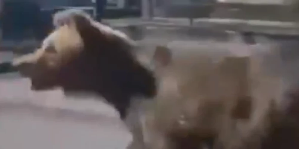 VIDEO: Slovākijā trīs dienu laikā notikuši divi lāča uzbrukumi cilvēkiem; viens beidzies letāli