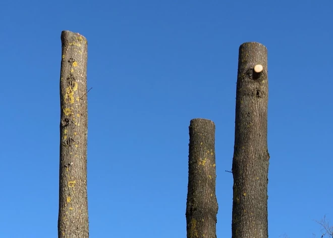 Rīgā pēc koku apkopšanas darbiem iedzīvotāji ieraudzījuši šokējošu ainu; dome vērsusies policijā