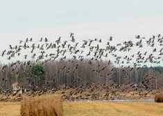 Lauksaimniecības zemēs migrējošie putni apmetas, jo tiem trūkst dabisku barošanās un atpūtas vietu.