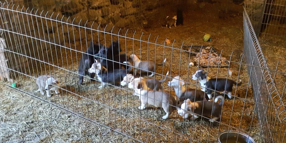 No Bauskas novada dzīvnieku audzētavas izglābti vairāk nekā 100 neatbilstošos apstākļos turēti suņi